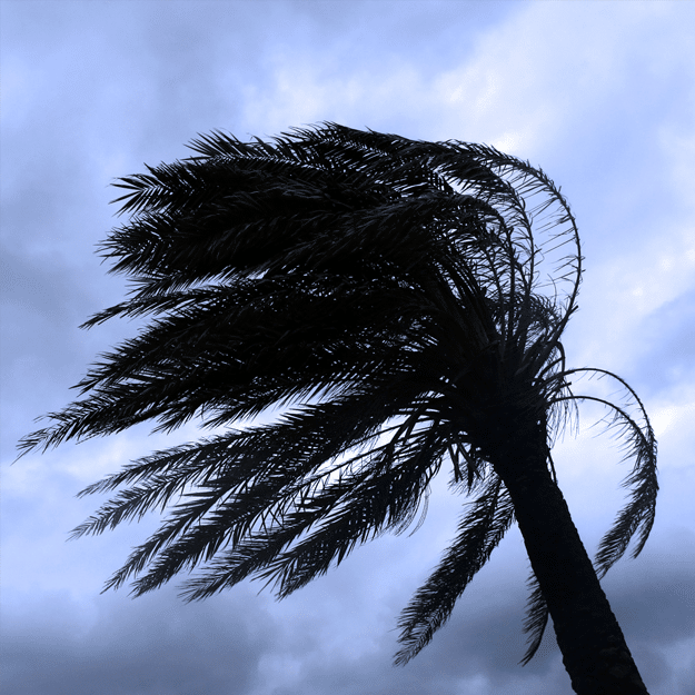 Tree in Hurricane - Powered By Endura Weathersealing