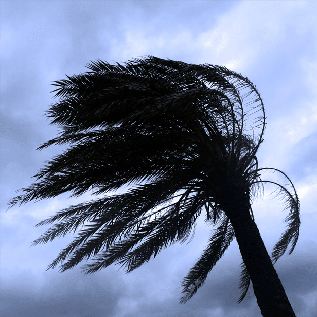 Ultimate-Hurrican-Astragal Tree in Hurricane - Powered By Endura Weathersealing